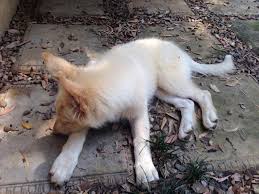 Schau dir angebote von ‪puppy puppies‬ auf ebay an. Champagne Shepherd German Shepherds Forum
