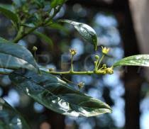 Image result for Rhamnus prinoides