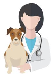 Post operative care for labs. Carefreecredit Built By Vets For Vets Pets