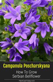 Campanula Poscharskyana Serbian Bellflower Sprawling Perennial Low Growing Foliage Lavender Blue Flowers Green Leav Campanula Campanula Flowers Bellflower