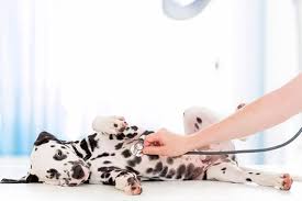 We did not find results for: Centro Veterinario En Es Secar De La Real Palma Mallorca Con Clinica Veterinaria Es Secar