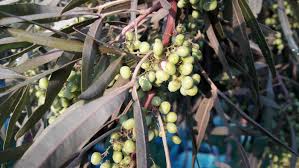 Image result for Searsia lancea