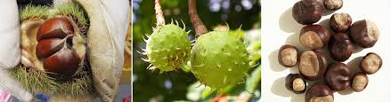 Aesculus hippocastanum, the horse chestnut, is a species of flowering plant in the soapberry and lychee family sapindaceae. What S The Difference Between Horse Chestnuts And Sweet Chestnuts Chestnuts