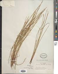 Image result for Eleocharis confervoides