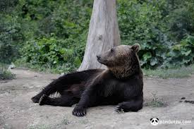 Rezervația de urși / libearty bear sanctuary. Rezervatia De Ursi De La Zarnesti Wildlife Photography Pandutzu Com