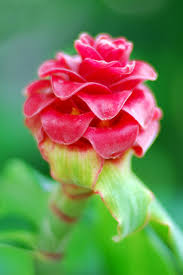 Image result for Costus