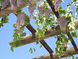 Grapes, flowering vine, green flowers of grape, the initial development of the grapes. 19 Best Pergola Plants Climbing Plants For Pergolas Arbors
