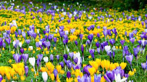 Auf plantopedia erfahren sie alles zur blütezeit von krokussen innerhalb der verschiedenen arten und wie sie die blüte verlängern. Wenn Krokusse Bluhen Ist Endlich Wieder Fruhling