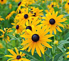 Rudbeckia Fulgida Sullivantii Goldsturm White Flower Farm Black Eyed Susan Best Perennials