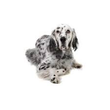 Ofa certified englsh setters english setter stud dog, breeding english setters english setter puppies for sale. English Setter Puppies Petland Lancaster Ohio