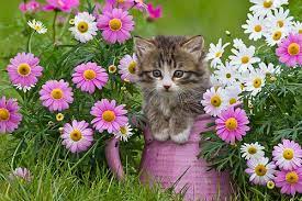 We did not find results for: Cat With Flowers Cats 36923859 500 333 Deruyter Library