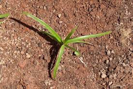 Image result for Cyperus sp.no.10