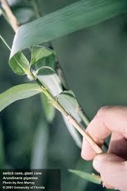 Image result for Loudetia arundinacea