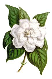 Flower And Leaves Of Gardenia Jasminoides Var Fortuneana Formerly Known As Gardenia Florida G J Botanical Illustration Botanical Art Jasmine Flower Tattoos