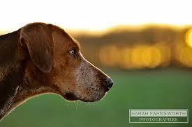 Foxhound By Sarah Farnsworth The Fox And The Hound Hunter Dog Dogs