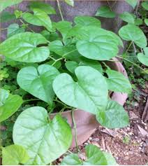 Image result for Tinospora orophila