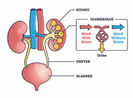 Image result for Renal Function