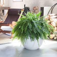 During the growing season, water your ferns once or twice a week, depending on the climate conditions. Lovely Boston Fern Houseplants Fern Houseplant House Plants Indoor Houseplants