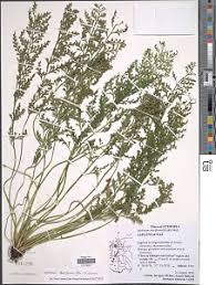 Image result for Asplenium theciferum