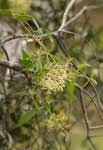 Image result for Olea chimanimani