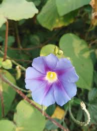 Image result for Ipomoea parasitica