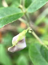 Image result for Galactia striata