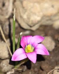 Image result for Romulea camerooniana