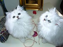 Chinchilla Kedi Turleri Ve Ozellikleri Kediler Gen Tr