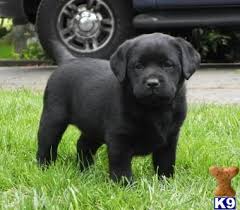 Black And Tan Labrador Retriever Puppies For Sale Pin On Cuteness