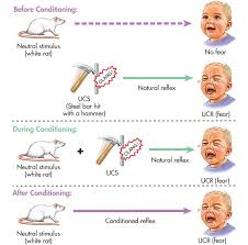 Little Albert Experiment Simply Psychology