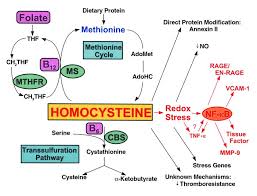 Image result for Homocysteine