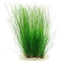 Image result for Eriocaulon pictum