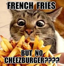 Image result for i can has cheezburger