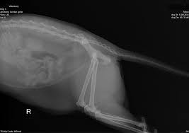 The interpretation of a chest film requires the understanding of basic principles. File Cat Spine Xray Img 1 Jpg Wikimedia Commons