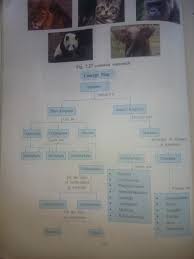 Give Me A Flowchart For Animal Kingdom Class 9 Brainly In