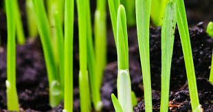 Give your seeds the best chance by weighing them down. The Best Time To Sow Grass Seed Lovethegarden