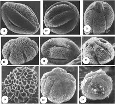 Image result for Endostemon tereticaulis