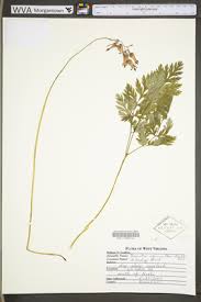 Image result for Fumariaceae