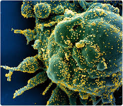 So it appears it would be necessary to take an antibiotic along with it as when the parasite is. Antiparasitic Drug Ivermectin Kills Coronavirus In 48 Hours