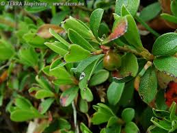 Daily swing (10 episodes, 2018) norbert nagy. Terra Alapitvany Arctostaphylos Uva Ursi L Spr Orvosi Medveszolo
