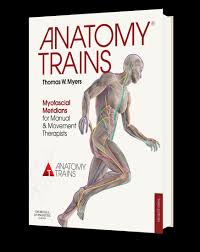 Attached to the bones of the skeletal system are about 700 named. Whole Body Fascial And Myofascial Linkage About Anatomy Trains