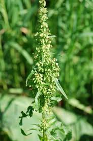 Image result for Afroligusticum runssoricum