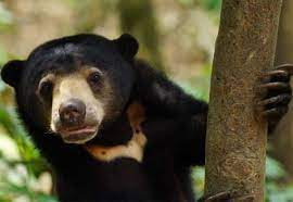 How many sun bears are there in bornean? Bornean Sun Bear Conservation Centre Archives Clean Malaysia