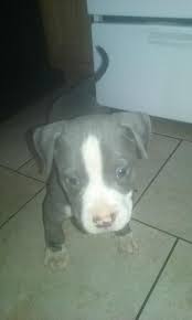 Pitbull puppies online is the #1 classified to buy, adopt and sell your pitbulls. 100 Gotti Pitbull Puppies For Sale Puppies For Sale Tucson Az Shoppok