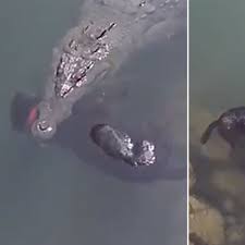 Shocking Video Shows Alligator Swimming Away With Pet Dog Clenched Between Its Teeth World News Mirror Online