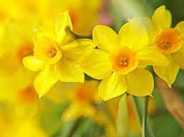 Pin On Gardening Flowers
