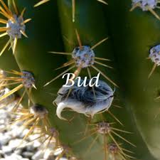 Cactus is a plant which is covered with spikes and grows in dry places. Stock Photos Plant Life Cycle Photographs 6 Photos By Monicacreates