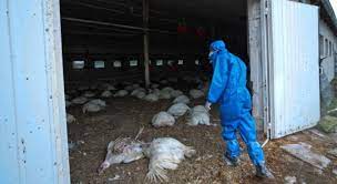 Anna popova, diretora de saúde pública do país, disse em comentários na televisão que sete casos foram descobertos entre trabalhadores de uma granja no sul. Russia Diz Ter Detectado Primeiro Caso Da Gripe Aviaria Em Humanos Noticias R7 Saude