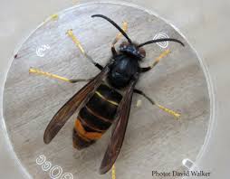 When a nest is threatened, hornets and wasps become extremely aggressive and swarm in large numbers to defend their homes. Asian Hornet Nest Discovered In Town Park Bailiwick Express