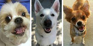 Then i noticed jasper sort of flying through the air a bit and then instantly my brain kicked into gear and i'm like, oh my goodness, i have to stop, she told 7news. 10 Great Places To Adopt A Dog In Southeast Michigan Puppy Leaks